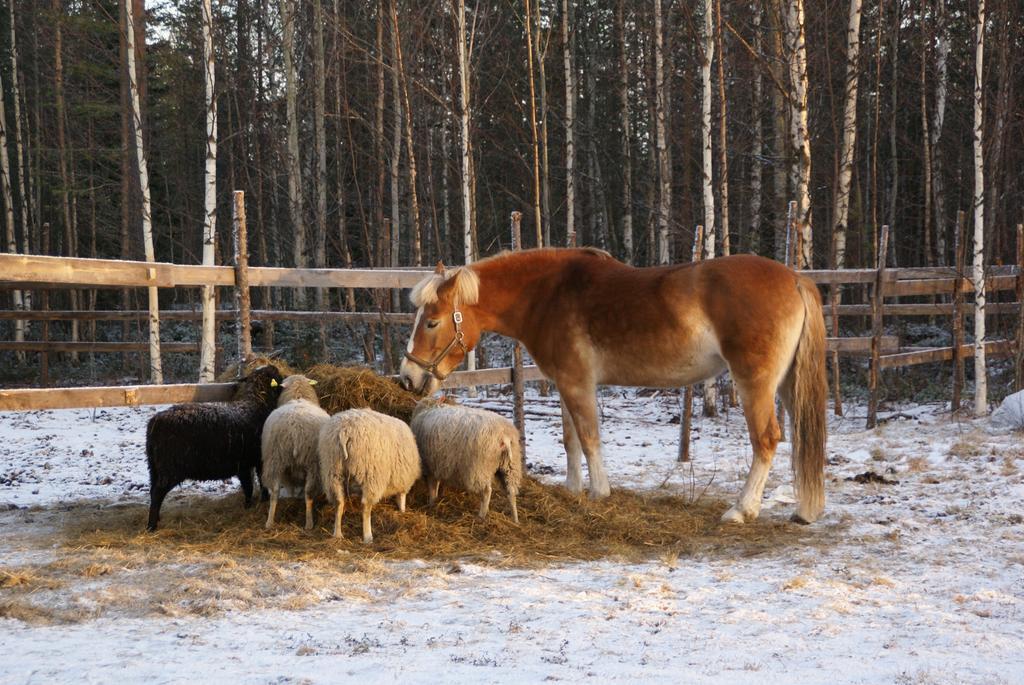Willa Heidin Mummola Farm Pello Zewnętrze zdjęcie